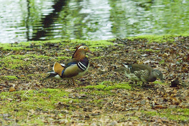  Mandarin Duck bntpal_1422949078_44