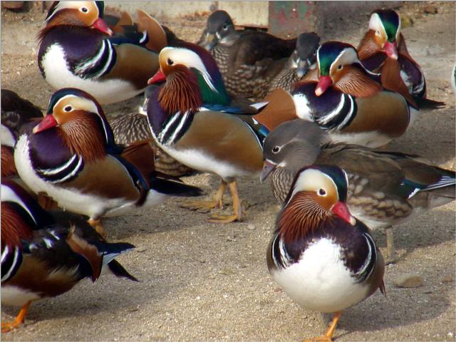  Mandarin Duck bntpal_1422949083_11