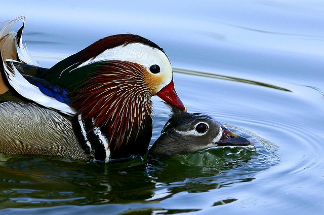  Mandarin Duck bntpal_1422949085_75