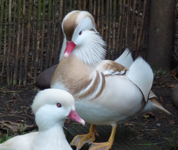  Mandarin Duck bntpal_1422949086_42