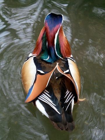  Mandarin Duck bntpal_1422949088_42