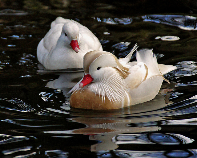  Mandarin Duck bntpal_1422949093_20