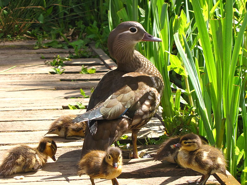  Mandarin Duck bntpal_1422949096_19