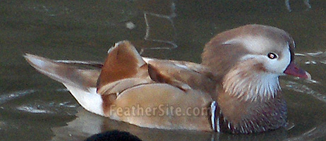  Mandarin Duck bntpal_1422949097_61