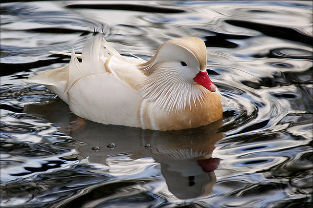  Mandarin Duck bntpal_1422949100_51