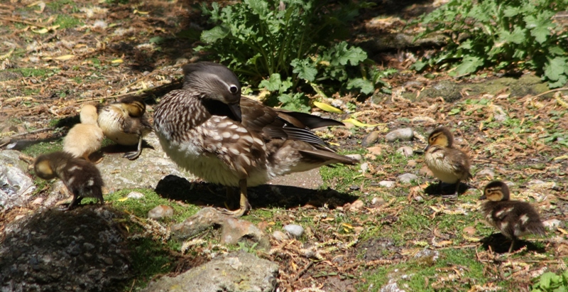  Mandarin Duck bntpal_1422949103_99