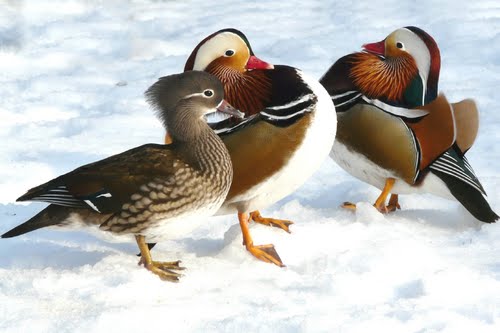  Mandarin Duck bntpal_1422949107_85