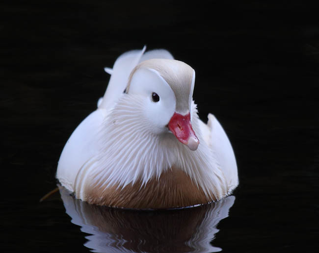  Mandarin Duck bntpal_1422949108_84