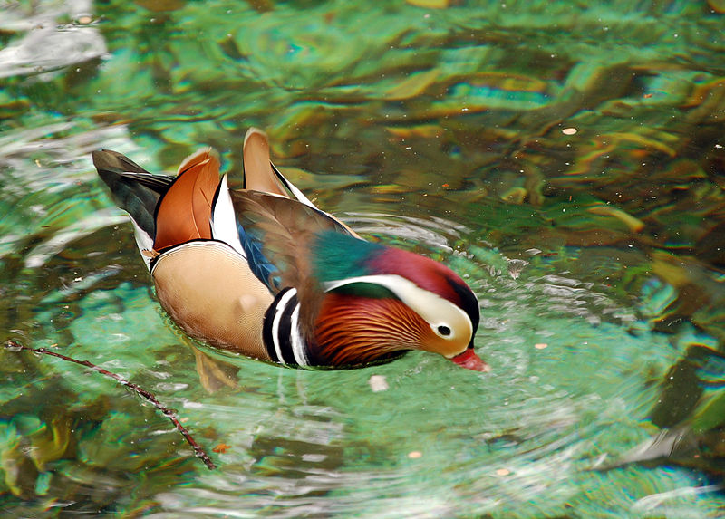  Mandarin Duck bntpal_1422949110_73