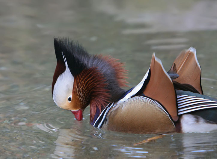  Mandarin Duck bntpal_1422949112_20