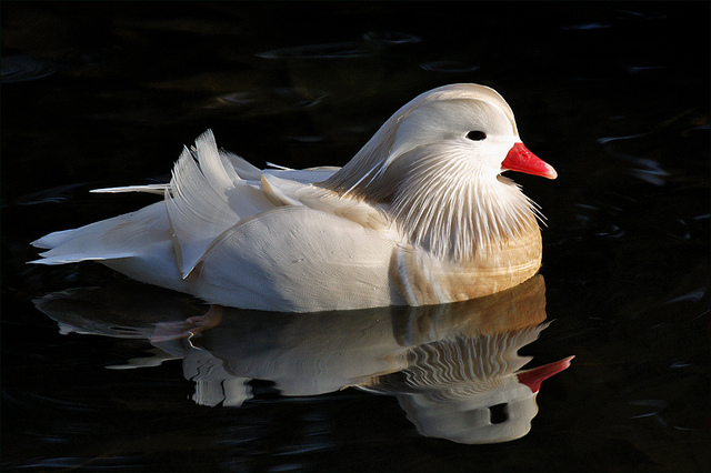  Mandarin Duck bntpal_1422949115_22