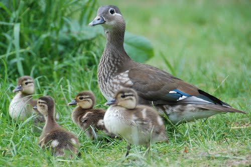  Mandarin Duck bntpal_1422949116_25