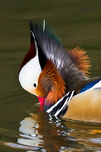  Mandarin Duck bntpal_1422949118_20