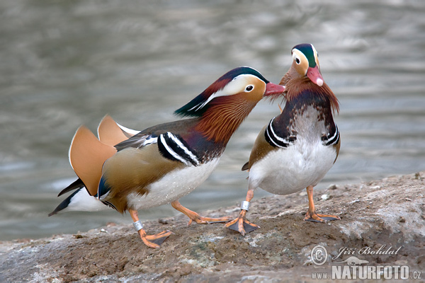  Mandarin Duck bntpal_1422949121_22