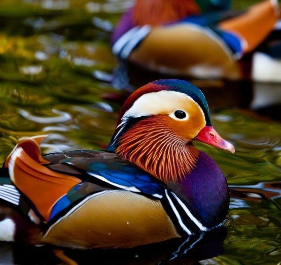  Mandarin Duck bntpal_1422949123_20