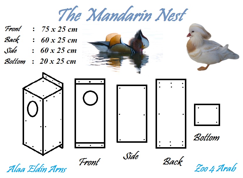  Mandarin Duck bntpal_1422949125_63