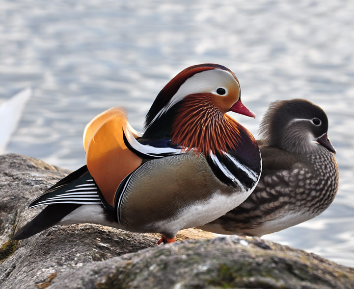  Mandarin Duck bntpal_1422949127_44