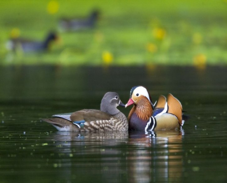  Mandarin Duck bntpal_1422949128_17