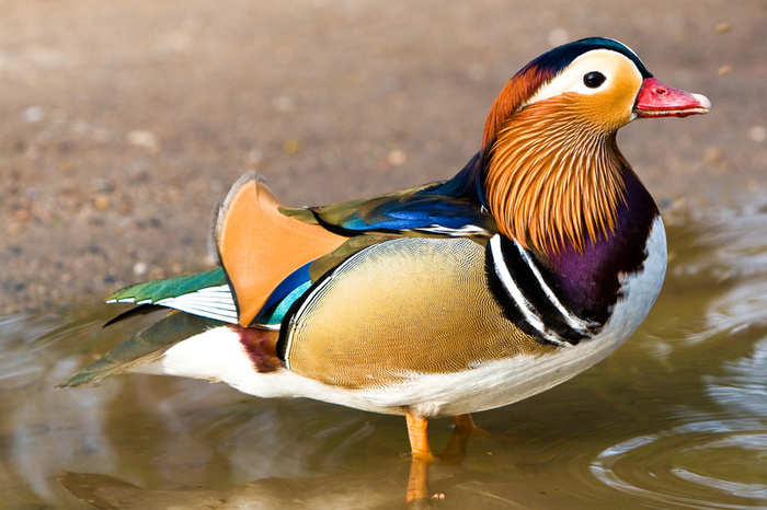  Mandarin Duck bntpal_1422949132_47