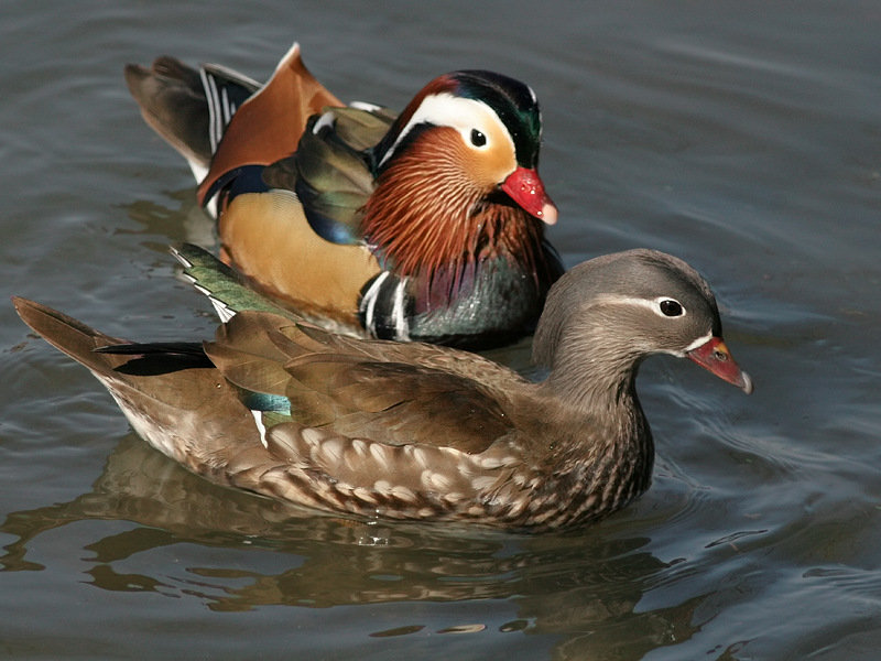  Mandarin Duck bntpal_1422949134_92