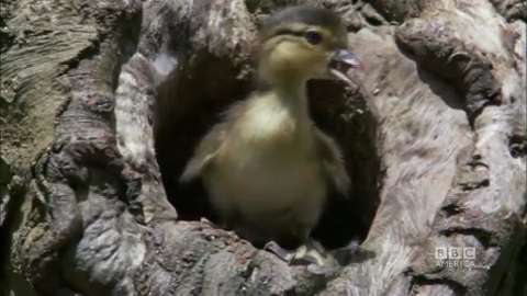  Mandarin Duck bntpal_1422949135_43
