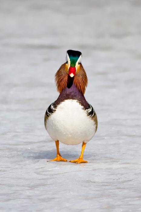  Mandarin Duck bntpal_1422949138_34