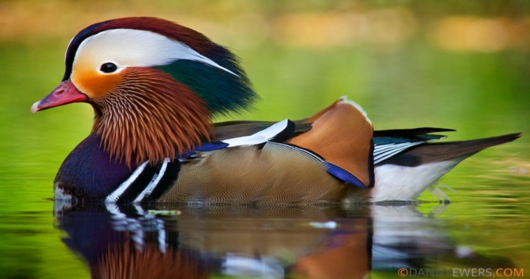  Mandarin Duck bntpal_1422949140_44