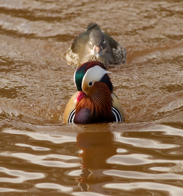  Mandarin Duck bntpal_1422949142_82