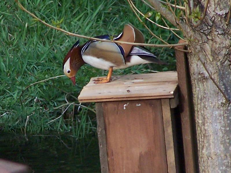  Mandarin Duck bntpal_1422949147_93