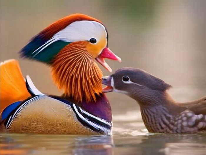  Mandarin Duck bntpal_1422949150_12