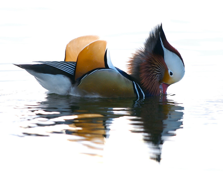  Mandarin Duck bntpal_1422949154_29