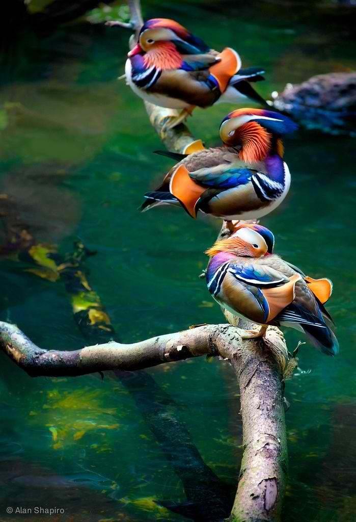  Mandarin Duck bntpal_1422949156_33