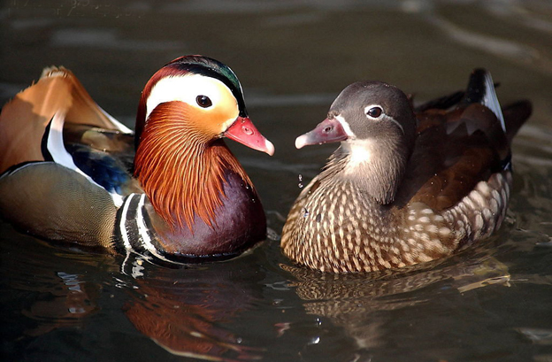  Mandarin Duck bntpal_1422949158_55