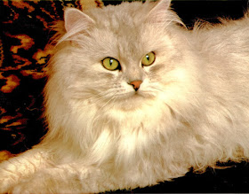 bntpal_1423230931_50