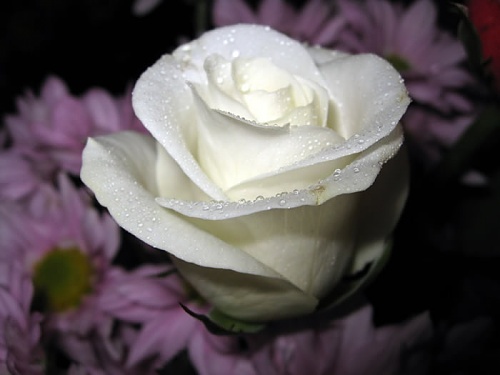 bntpal_1423232194_85