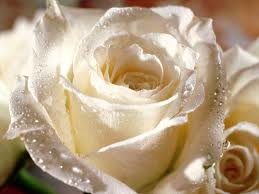 bntpal_1423232195_45