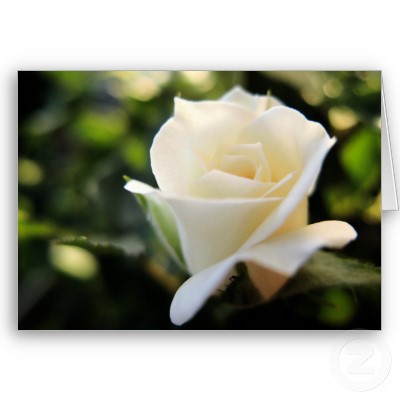 bntpal_1423232195_56