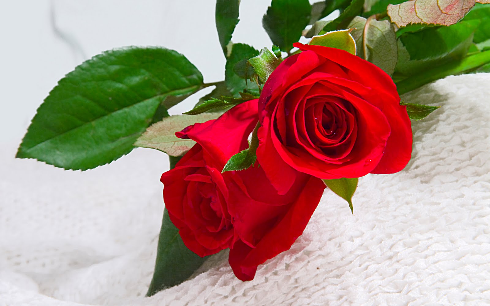  bntpal_1424075515_44