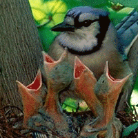 .ஓ .. ..ஓ bntpal_1424203686_72