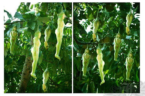 bntpal_1424351239_49