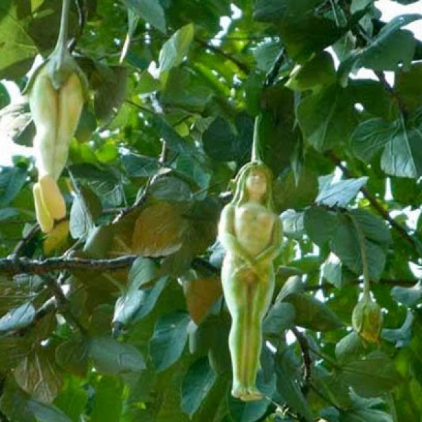 bntpal_1424351244_97