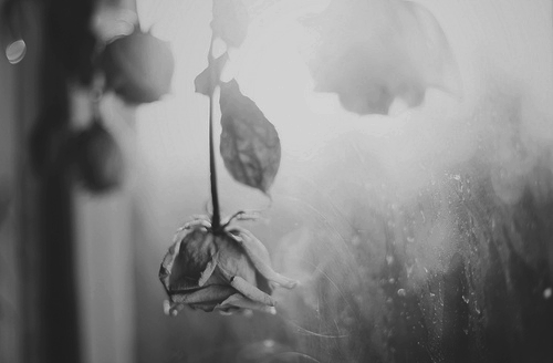 bntpal_1424589229_84