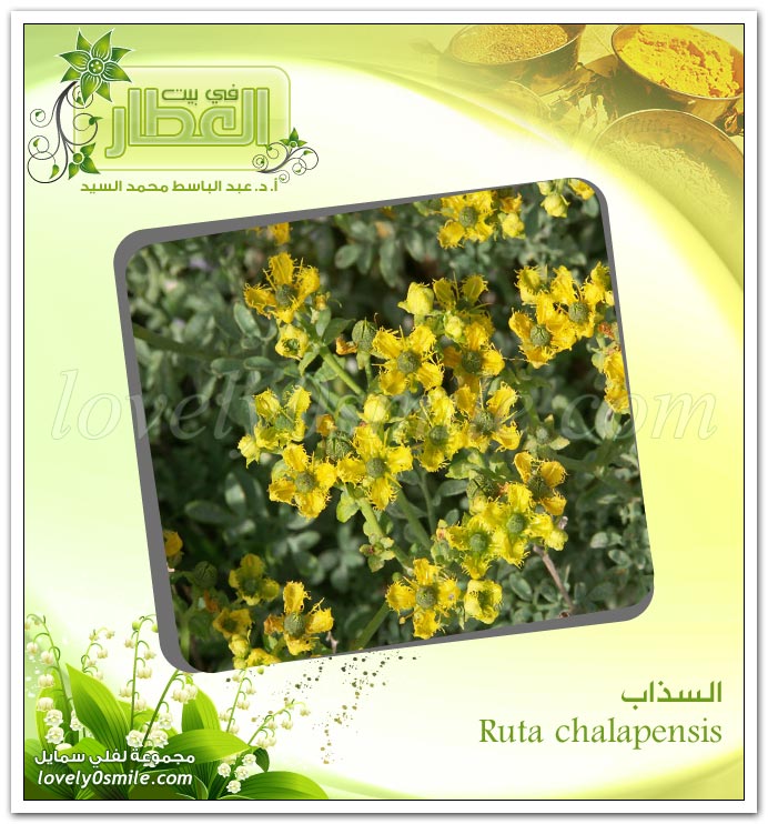 Ruta chalapensis bntpal_1424626556_40