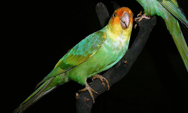  bntpal_1424684305_56