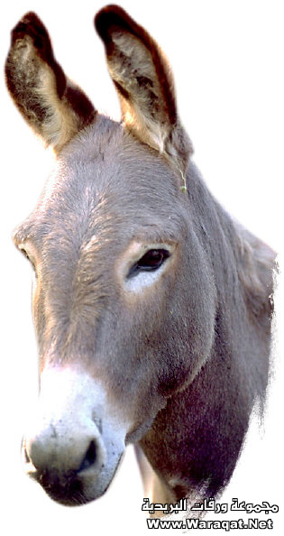 bntpal_1425126678_18