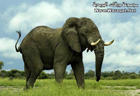 bntpal_1425126678_80