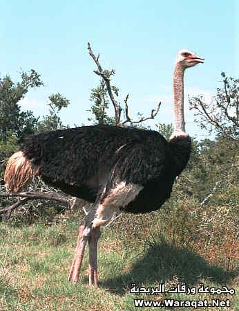 bntpal_1425126679_29
