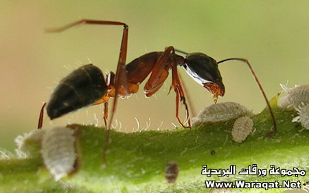 bntpal_1425126679_52