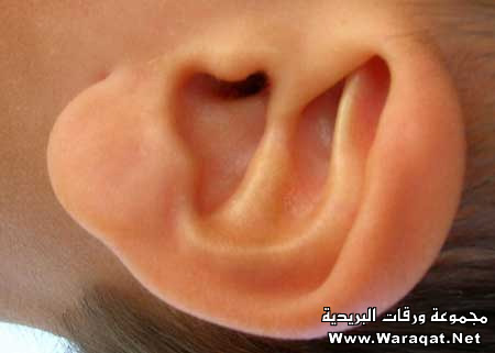 bntpal_1425126680_10
