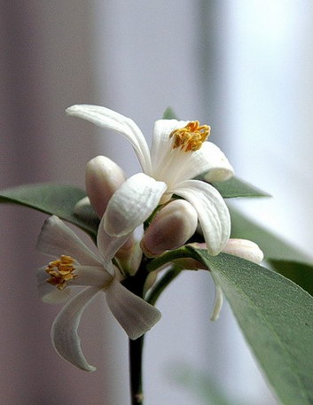 bntpal_1425281930_11